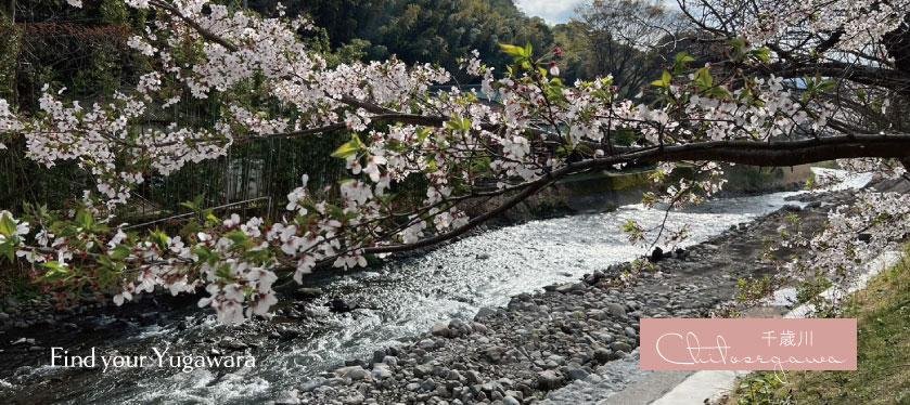 千歳川